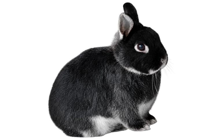A black rabbit with a white nose